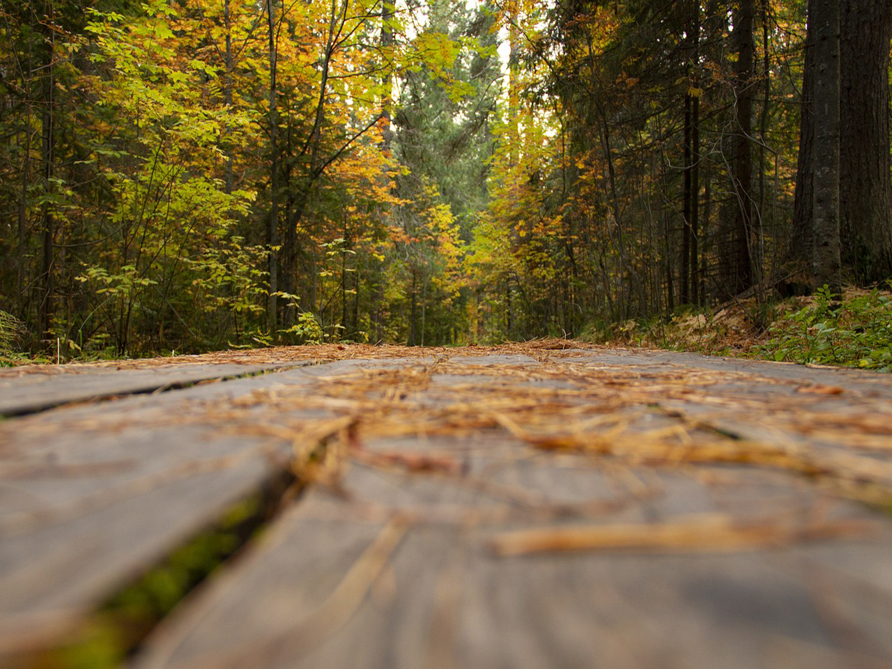 autumn vibes