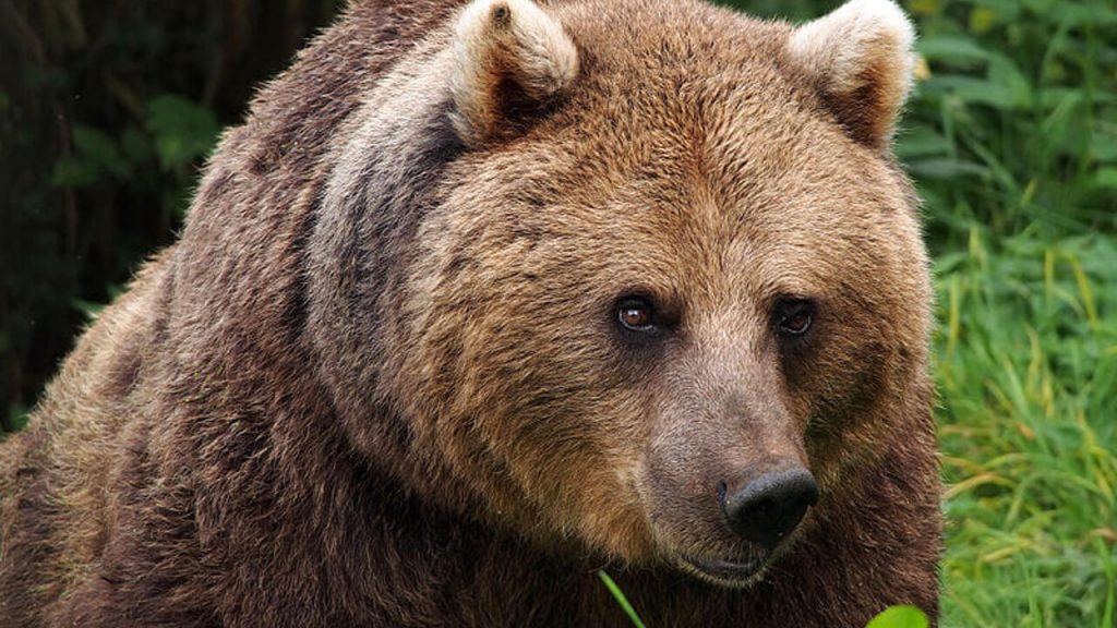 Cosa fare se incontri un orso