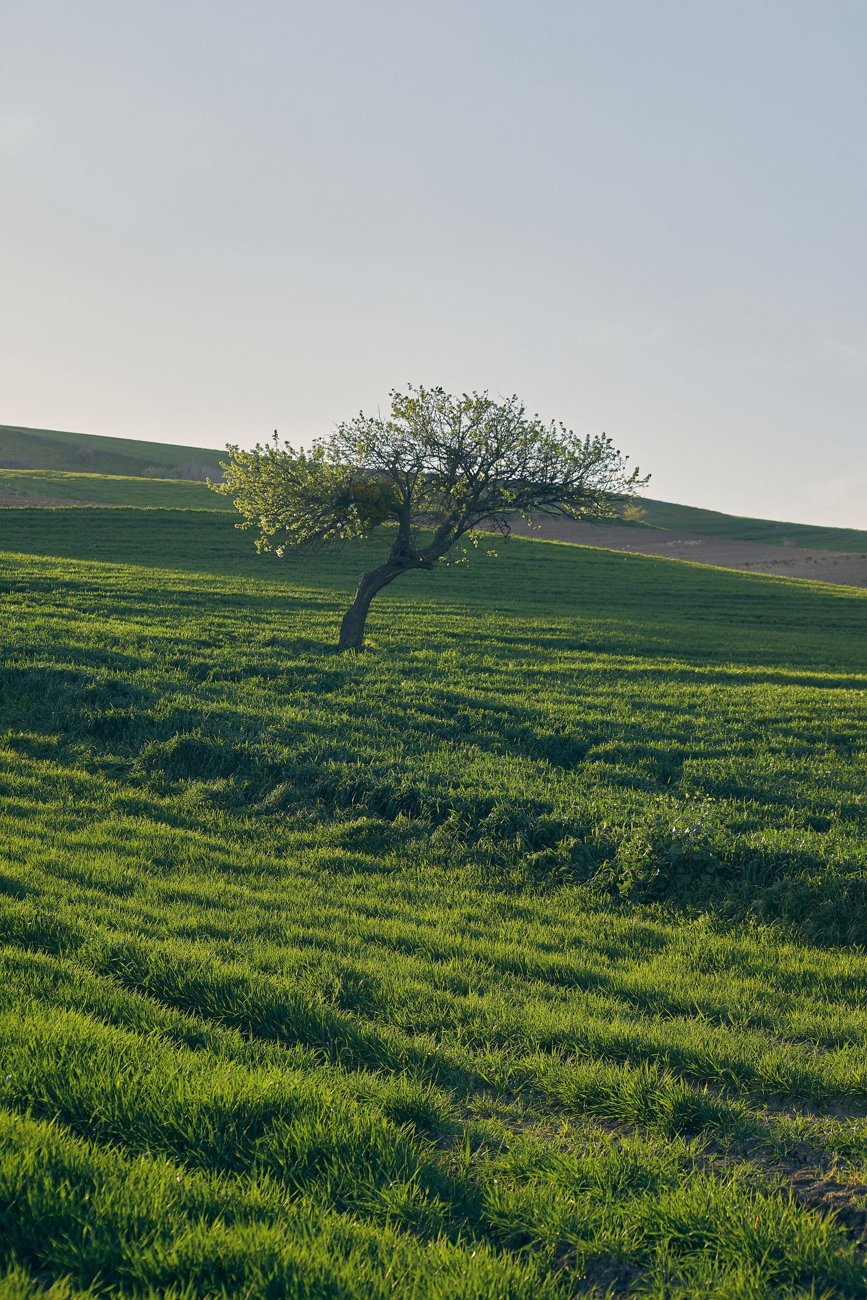 A solitary tree stands in a lush green field under a clear spring sky, embodying tranquility.